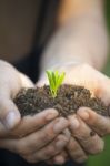 Hands Holding Seedleng Stock Photo