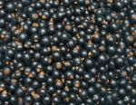 Blackcurrant Stock Photo