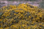 Yellow Ulex Densus Shrub Stock Photo