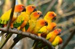 Sun Conure  Stock Photo