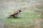 European Green Woodpecker (picus Viridis) Stock Photo