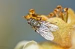 Flesh Fly Stock Photo