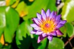 Purple Lotus Stock Photo