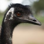 Emu In The Outdoors During The Day Stock Photo