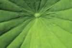 Motifs Of Lotus Leaf Stock Photo