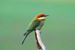 Chestnut Headed Bee Eater Stock Photo