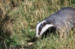 European Badger (meles Meles) Stock Photo