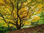 Acer Soccharinum Tree In Autumn Stock Photo