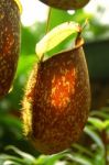 Closeup Of The Pitchers Of Nepenthes Stock Photo