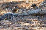 Close-up Of A Chipmunk At Bryce Canyon Stock Photo