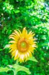 Sunflower In The Garden Stock Photo