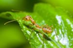 Red Ant On Green Background Stock Photo