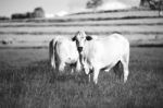 Country Cows Stock Photo