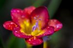 Freesia With Rain Droplets Stock Photo