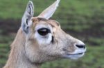 Deer Head Closeup Stock Photo