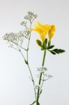 Freesia Flower Stock Photo