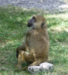 The Funny Monkey Is Sitting On The Rock Stock Photo