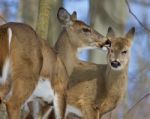 Beautiful Funny Image With A Pair Of The Cute Wild Deers Licking Each Other Stock Photo