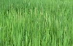 Rice Seedlings In The Rice Farm Stock Photo