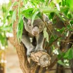 Koala In A Eucalyptus Tree Stock Photo