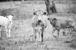 Country Cows Stock Photo