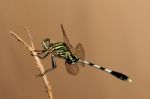 Green Hawk Dragonfly Stock Photo