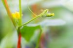 Close Up Baby Melon With Female Melon Flower Stock Photo