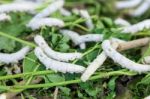 Silkworm Stock Photo