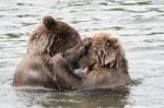 Bears In Katmai National Park, Alaska Stock Photo