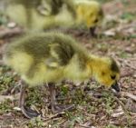 Beautiful Picture With A Chick Of The Canada Geese Stock Photo