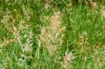 Background Of Green Herbs In Summer Out Of Focus Stock Photo