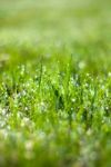 Green Wet Grass Bokeh Effect Stock Photo