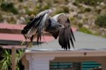 Benalmadena, Andalucia/spain - July 7 : Chilean Blue Eagle At Mo Stock Photo