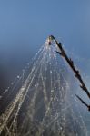 Spider Web On The Morning Stock Photo