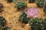 Cactus And Its Flower Stock Photo