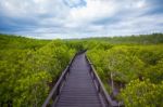 Walkway In Forest Stock Photo