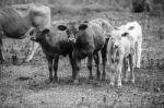 Country Cows Stock Photo