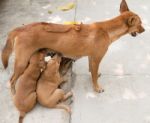 Puppies Sucking Milk From Mother Breast Stock Photo