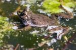 Close-up Shot Of A Marsh Frog Stock Photo