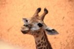 Giraffe Head Close Up Stock Photo