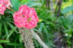 Christ Thorn Flowers Stock Photo