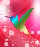 Hummingbird Stock Photo