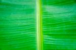 Background By Banana Leaves Stock Photo