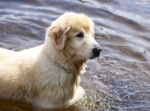 Golden Retriever In Water Stock Photo