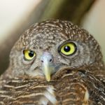 Asian Barred Owlet Stock Photo