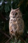 Eurasian Eagle Owl Stock Photo