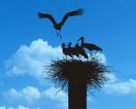 Family Of Storks In Nest Stock Photo