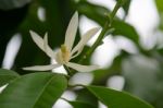 
White Chempaka White Bloom On The Beautiful Aroma Stock Photo