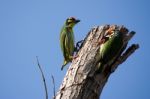 Coppersmith Barbet Stock Photo