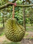 Fresh Durian On Durian Tree In Ease Of Thailand Stock Photo